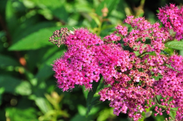 20090701_154348_DSC_1142